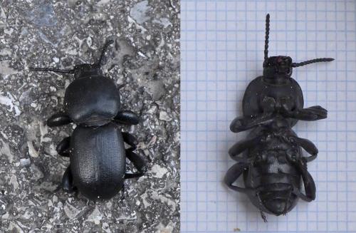 Réf. 218 564 : Scaurus atratus